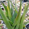 Climbing Aloe – Aloe ciliaris