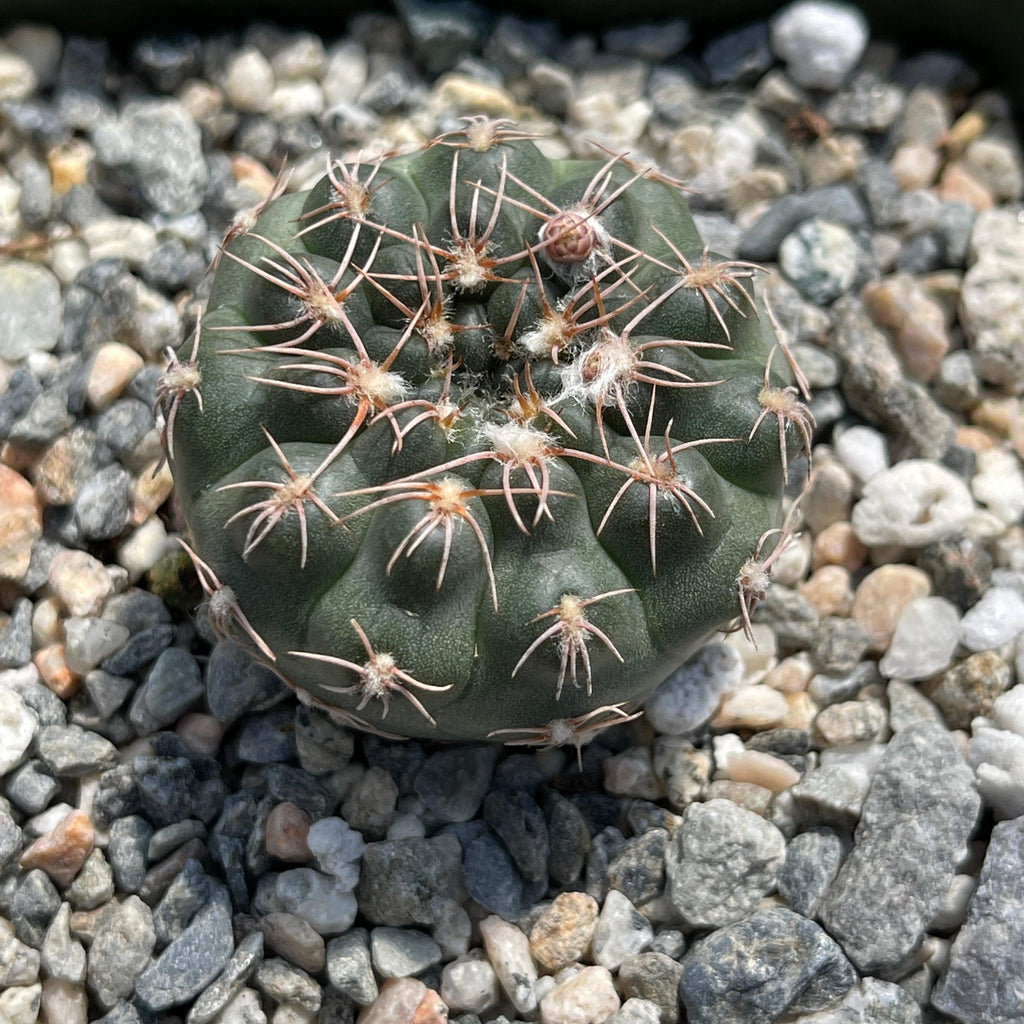 Gymnocalycium ruta