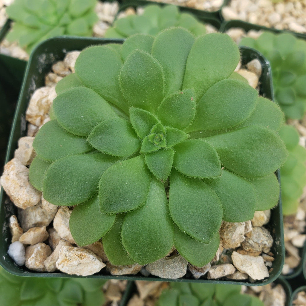 Aeonium pseudotabuliforme Green Platters