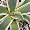 Agave applanata marginata