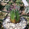 Euphorbia ferox