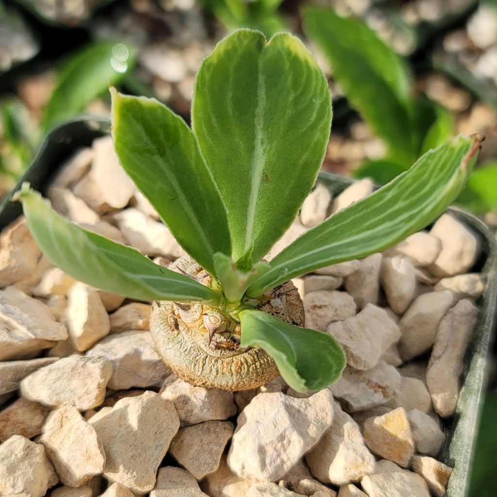 Euphorbia venenifica