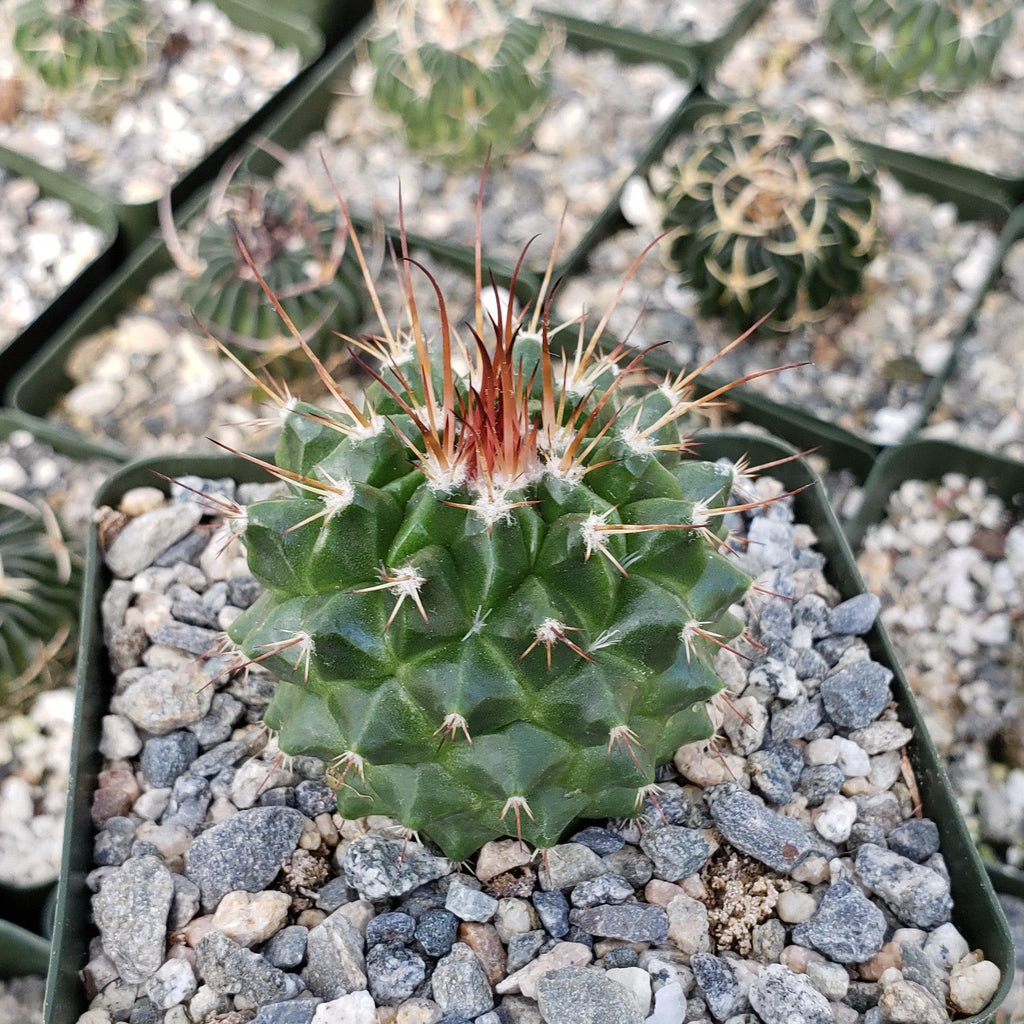Mammillaria tlayecac