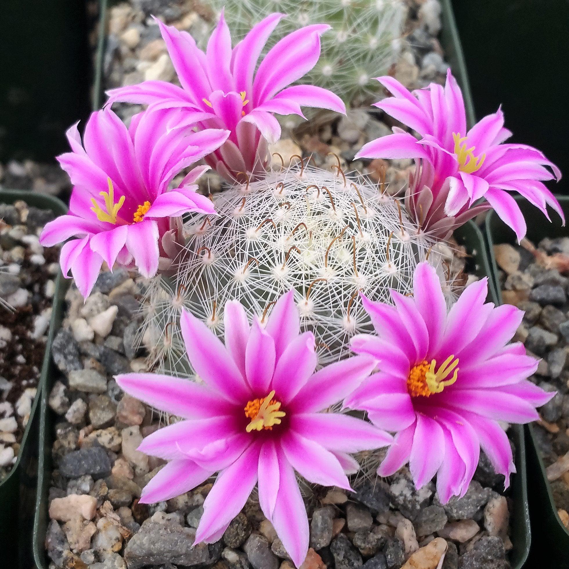 Mammillaria boolli