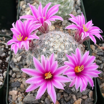 Mammillaria boolli 4" Pot