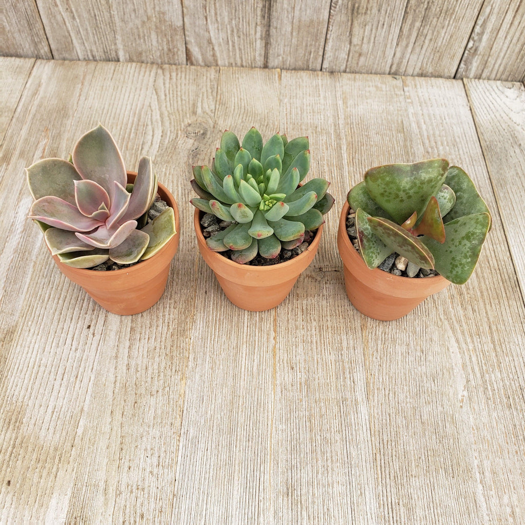 3- 2.5 inch succulents in terracotta pots