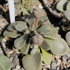 Aloinopsis rosulatum