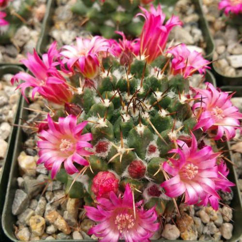 Mammillaria bucareliensis