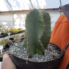 Cereus peruvianus spiralis twist