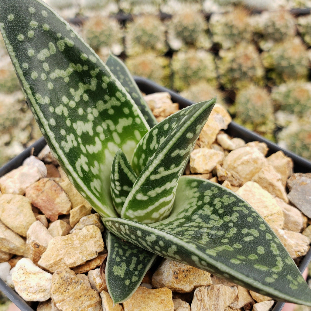 Gasteraloe Tiki Zilla