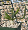 Jellyfish Head - Euphorbia stellata