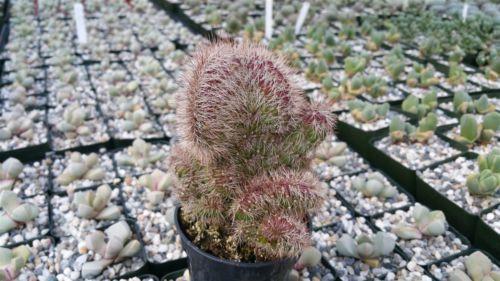 Stenocereus hollianus cristata