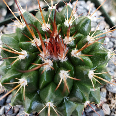 Mammillaria tlayecac