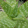 Aloe maculata – Soap Aloe