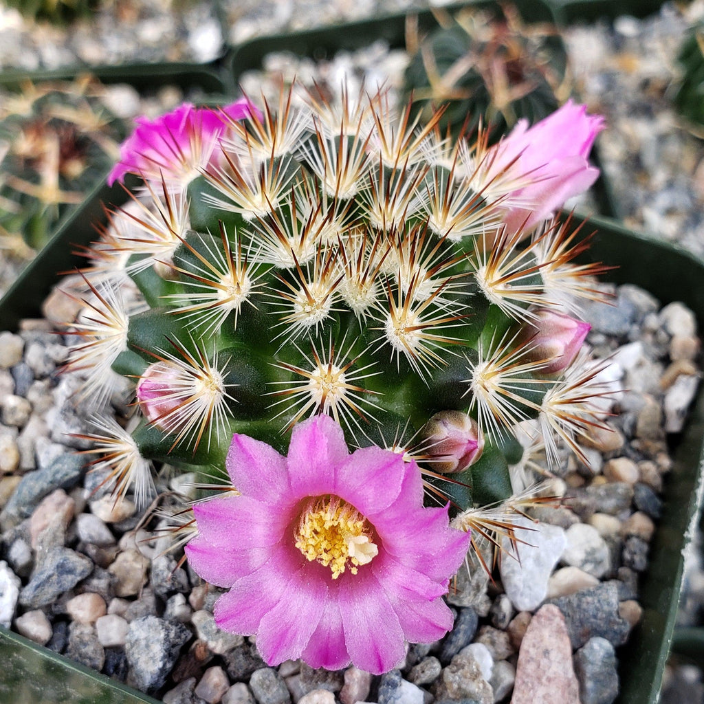 Mammillaria lauii subducta