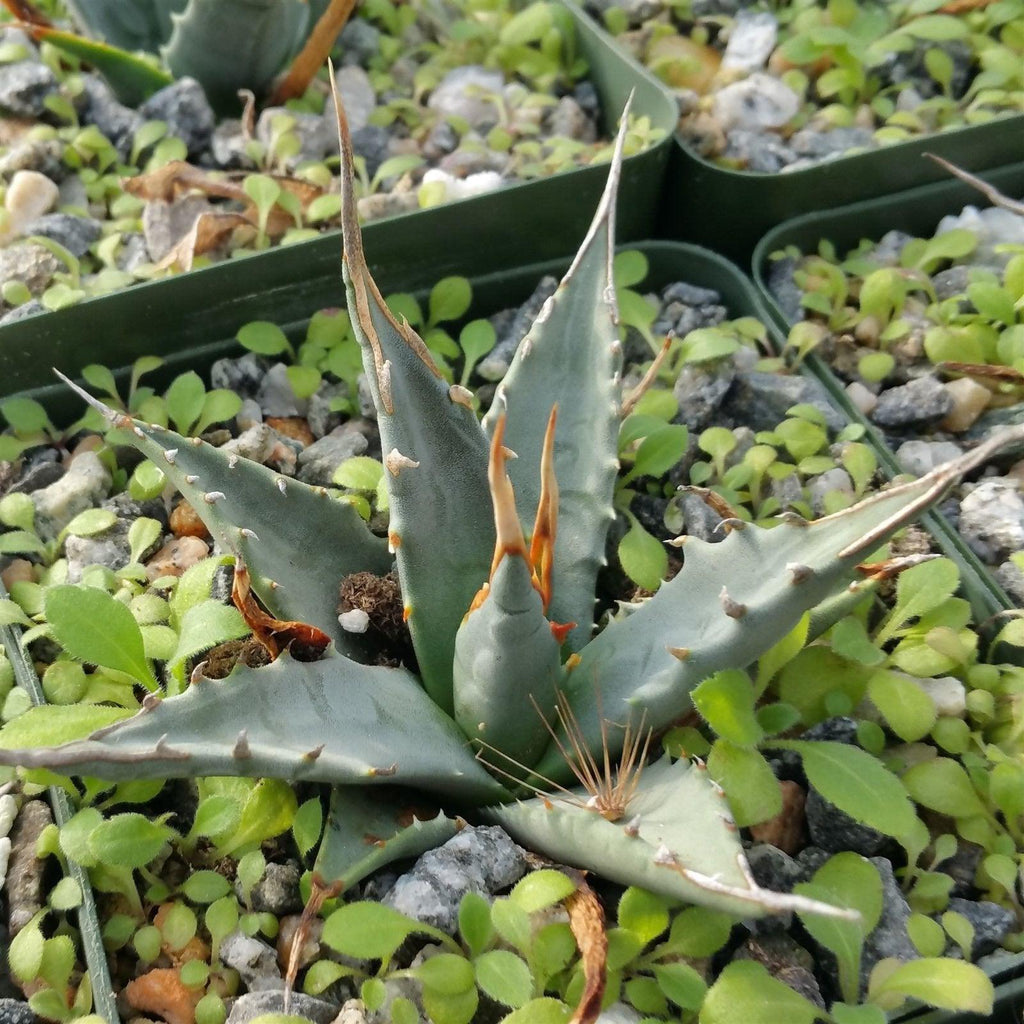 Agave utahensis eborispina