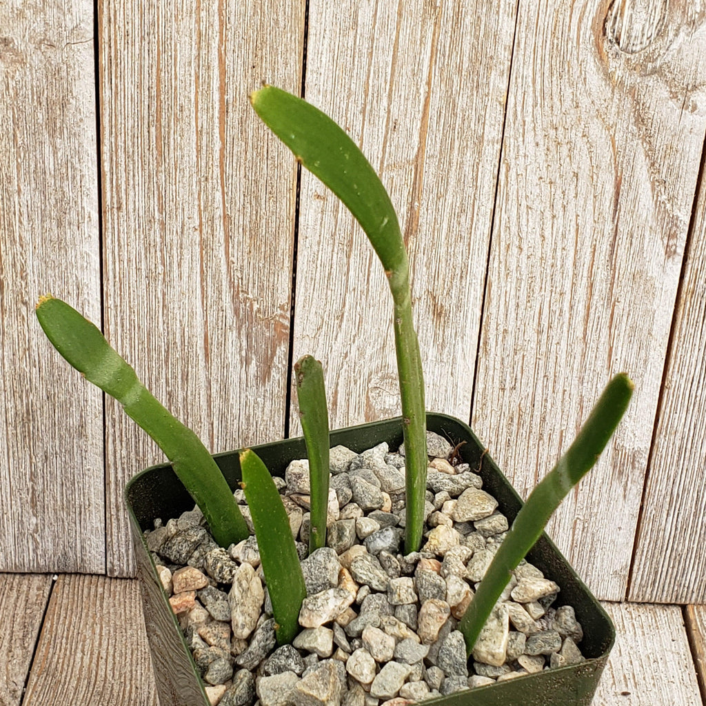 Euphorbia xylophylloides