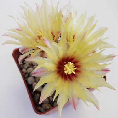 types of cactus with yellow flowers Hamatocactus setispinus 4" Pot