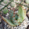 Cape Aloe - Aloe ferox