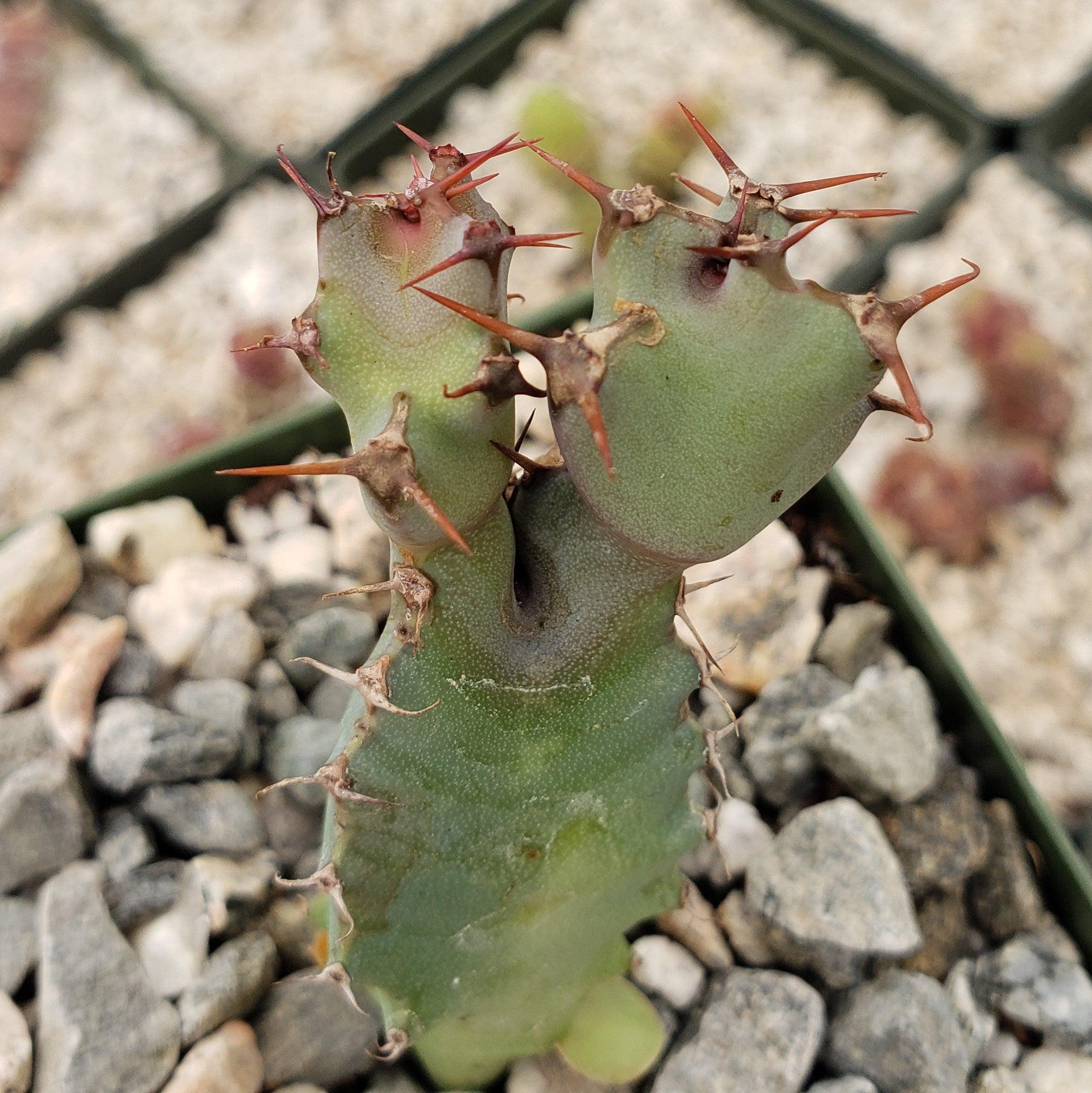 Euphorbia cooperi