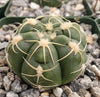 Gymnocalycium denudatum brasillense