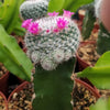 Mammillaria SP Grafted Large