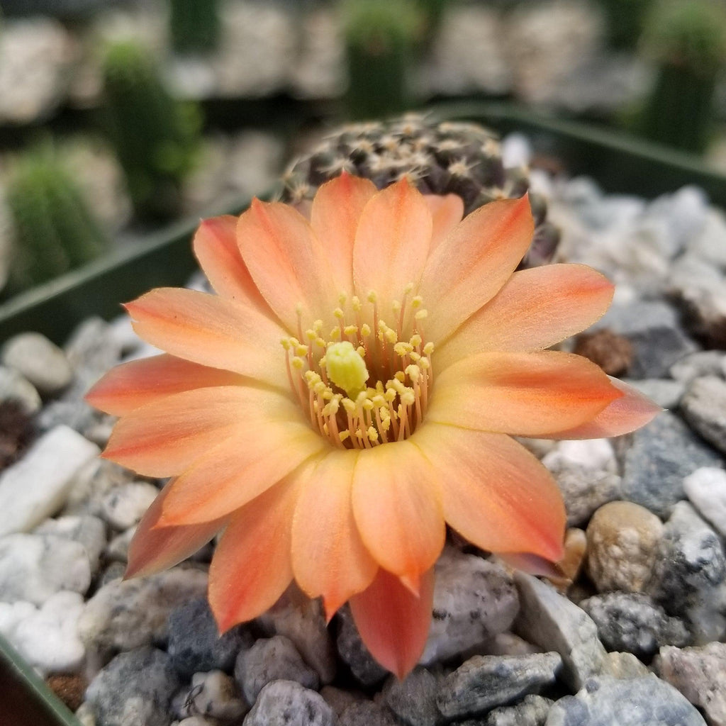 Mediolobivia Tropaolipicta