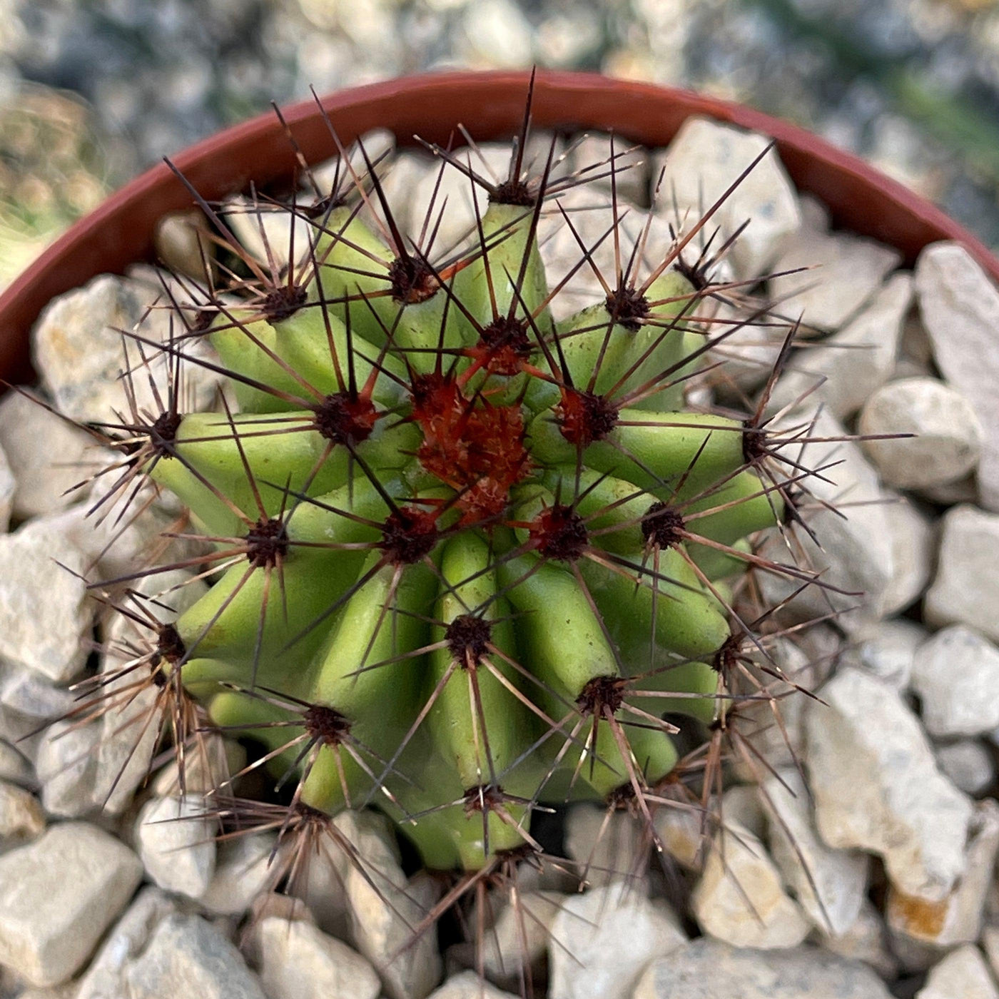 types of organ pipe cactus Shop 'Organ Pipe Cactus – Stenocereus thurberi' Care and Growers Guide