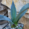 Century Plant - Agave Americana