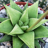 Haworthia rigida