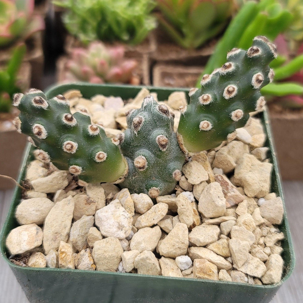 Tephrocactus molinensis