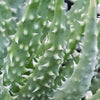 Aloe Humilis