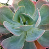 Echeveria Blue Sky