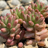 Pink Jellybean Succulent - Sedum rubrotinctum aurora