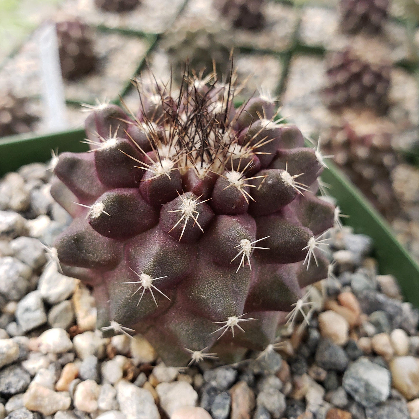 Copiapoa humilis paposoensis