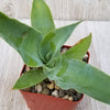 Octopus Agave – Agave vilmoriniana