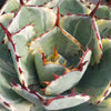 Variegated Butterfly Agave - Agave potatorum &