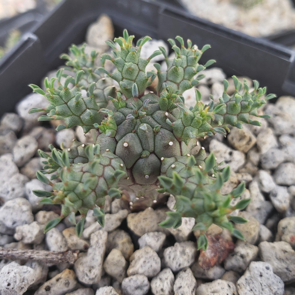 Euphorbia atroviridis