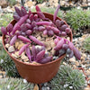 Ruby Necklace Plant &