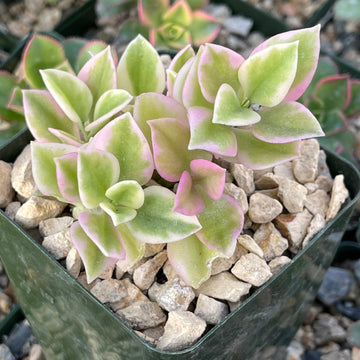 succulent plants ground cover Aptemia cordifolia variegata – Planet Desert