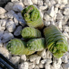 Crassula Columella