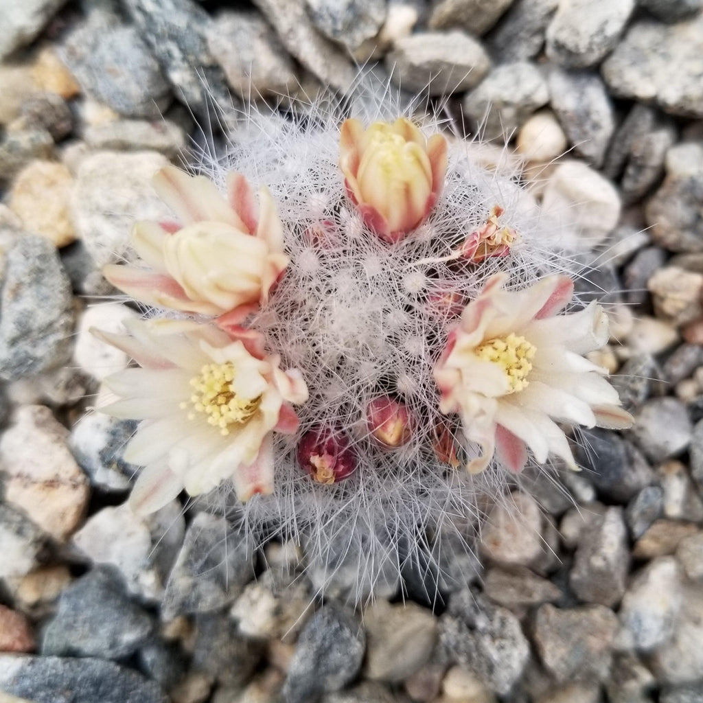 Mammillaria Schwarzii