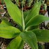 Foxtail Agave - Agave attenuata