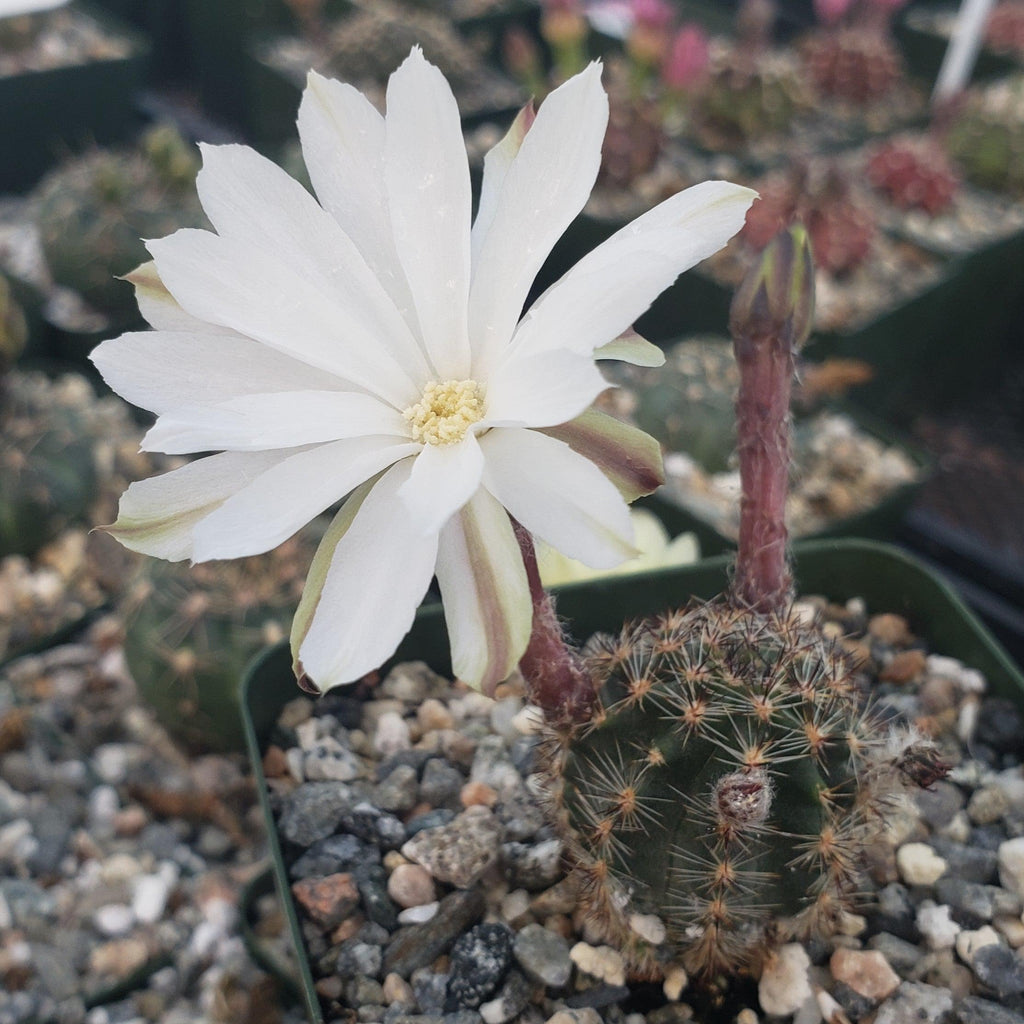 Pygmaeocereus bylesianus