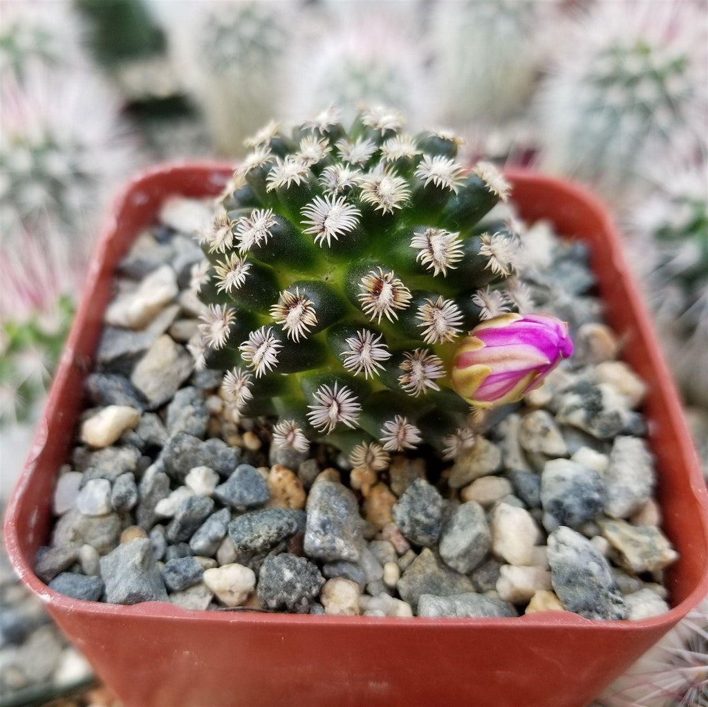 Mammillaria hernandezii