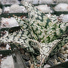 Aloe white storm