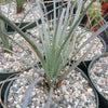 Desert Spoon Plant ‘Dasylirion wheeleri’