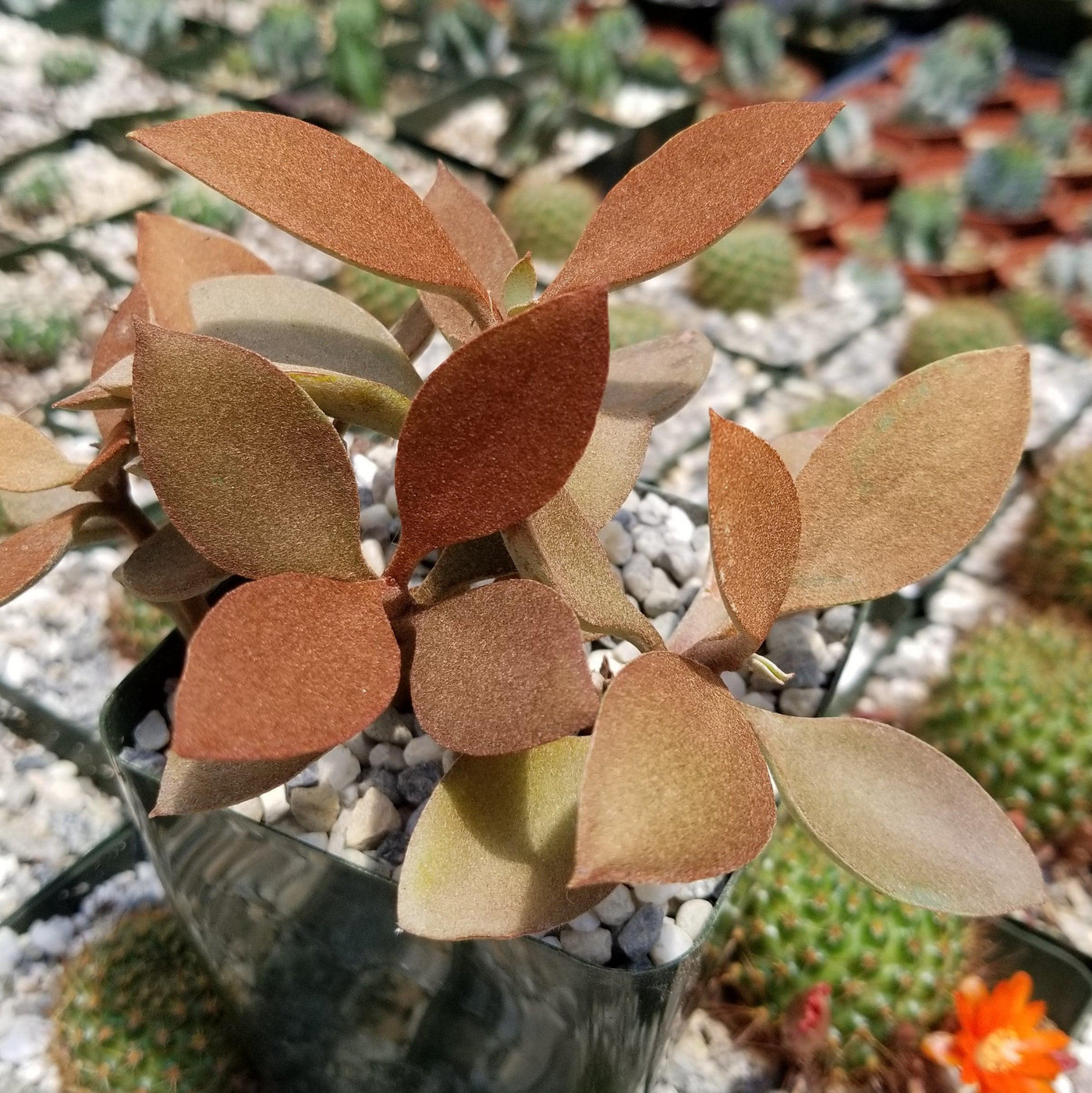 copper spoon succulent plant Kalanchoe Orgyalis | Gracious Succulent Shrub