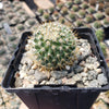 Mammillaria yucatanensis