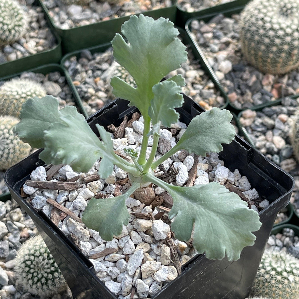 Pelargonium klinghardtense